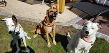 EIMY, Hund, Mischlingshund in Hilpoltstein - Bild 5