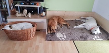EIMY, Hund, Mischlingshund in Hilpoltstein - Bild 7