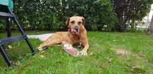 EIMY, Hund, Mischlingshund in Hilpoltstein - Bild 8