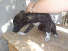 TRINITY, Hund, Mischlingshund in Rumänien - Bild 4
