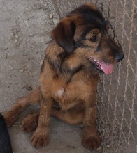 SPIKE, Hund, Mischlingshund in Kroatien - Bild 1