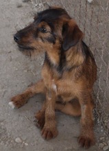 SPIKE, Hund, Mischlingshund in Kroatien - Bild 2