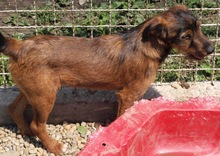 SPIKE, Hund, Mischlingshund in Kroatien - Bild 3