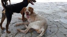 HERA, Hund, Pachon Navarro in Spanien - Bild 4