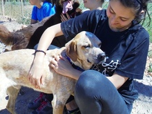 TACCO, Hund, Mischlingshund in Spanien - Bild 2