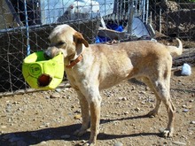 TACCO, Hund, Mischlingshund in Spanien - Bild 5