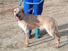 TACCO, Hund, Mischlingshund in Spanien - Bild 8
