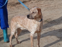 TACCO, Hund, Mischlingshund in Spanien - Bild 9