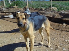 VEA, Hund, Mischlingshund in Spanien - Bild 1
