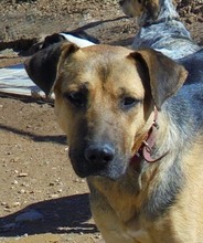VEA, Hund, Mischlingshund in Spanien - Bild 5