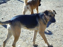 VEA, Hund, Mischlingshund in Spanien - Bild 8