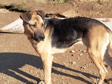 VEA, Hund, Mischlingshund in Spanien - Bild 9