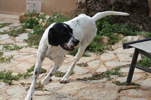 PINA, Hund, Pointer-Mix in Spanien - Bild 16