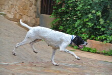 PINA, Hund, Pointer-Mix in Spanien - Bild 5