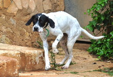 PINA, Hund, Pointer-Mix in Spanien - Bild 8