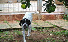 PINA, Hund, Pointer-Mix in Spanien - Bild 9