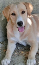 AMIE, Hund, Mischlingshund in Griechenland - Bild 1