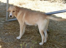 AMIE, Hund, Mischlingshund in Griechenland - Bild 2