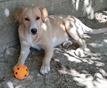 AMIE, Hund, Mischlingshund in Griechenland - Bild 3