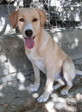 AMIE, Hund, Mischlingshund in Griechenland - Bild 4