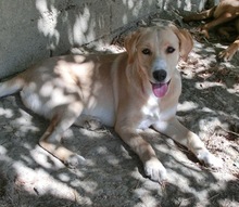 AMIE, Hund, Mischlingshund in Griechenland - Bild 6