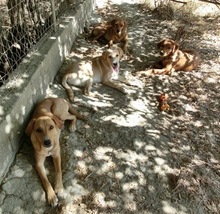 AMIE, Hund, Mischlingshund in Griechenland - Bild 8