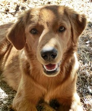 ANGUS, Hund, Mischlingshund in Griechenland - Bild 1
