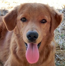 ANGUS, Hund, Mischlingshund in Griechenland - Bild 4
