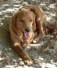 ANGUS, Hund, Mischlingshund in Griechenland - Bild 6