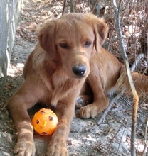 ANGUS, Hund, Mischlingshund in Griechenland - Bild 8