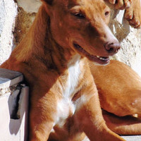 MAROUCHI, Hund, Podenco in Spanien - Bild 1