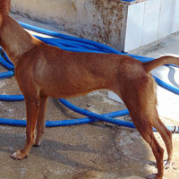 MAROUCHI, Hund, Podenco in Spanien - Bild 2