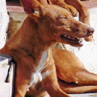 MAROUCHI, Hund, Podenco in Spanien - Bild 4