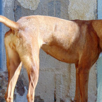 MAROUCHI, Hund, Podenco in Spanien - Bild 5