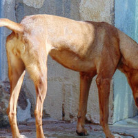 MAROUCHI, Hund, Podenco in Spanien - Bild 8