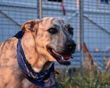 BAKI, Hund, Mischlingshund in Bulgarien - Bild 4