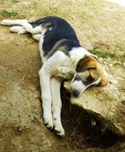 IKARUS, Hund, Mischlingshund in Ratingen - Bild 14