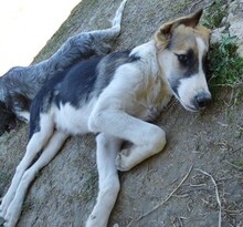 IKARUS, Hund, Mischlingshund in Ratingen - Bild 16