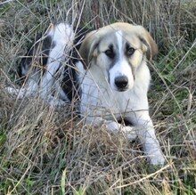 IKARUS, Hund, Mischlingshund in Ratingen - Bild 6