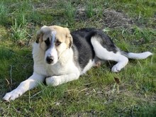 IKARUS, Hund, Mischlingshund in Ratingen - Bild 8