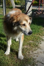 GOETHE, Hund, Mischlingshund in Ungarn - Bild 1