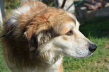 GOETHE, Hund, Mischlingshund in Ungarn - Bild 3