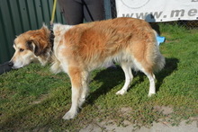 GOETHE, Hund, Mischlingshund in Ungarn - Bild 4