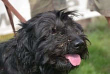 MAX, Hund, Mischlingshund in Ungarn - Bild 2