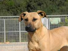 FREYJA, Hund, Mischlingshund in Italien - Bild 15