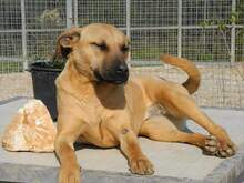 FREYJA, Hund, Mischlingshund in Italien - Bild 20