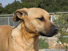 FREYJA, Hund, Mischlingshund in Italien - Bild 21