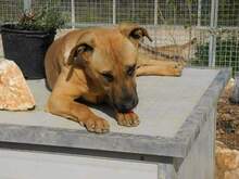 FREYJA, Hund, Mischlingshund in Italien - Bild 23