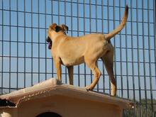 FREYJA, Hund, Mischlingshund in Italien - Bild 24