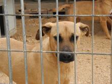 FREYJA, Hund, Mischlingshund in Italien - Bild 27